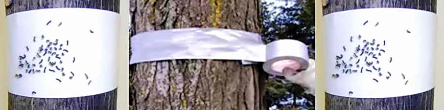 как избавиться от муравьев на деревьях