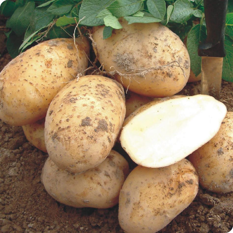 Выращивание картофеля на даче
