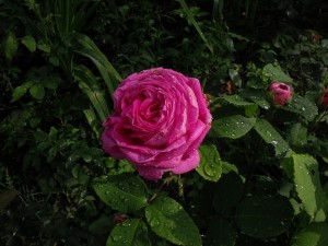 розы после дождя