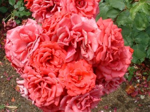 Розы Kordesiis