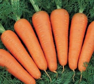 урожай моркови