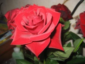 махровая роза