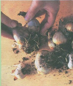 Деление луковиц