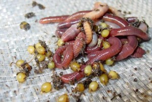 Калифорнийские черви для создания биогумуса