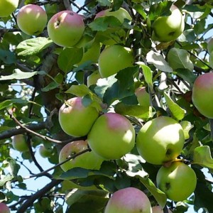 Плоды яблони