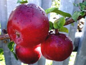 Урожай яблок на даче