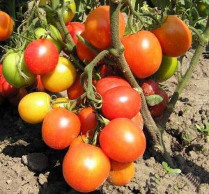 Профилактика болезней томатов