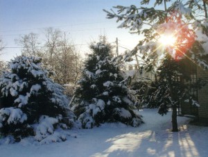 Деревья после снегопада