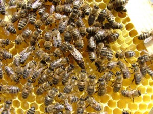 Лечение пчелиного семейства