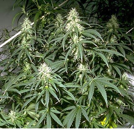 Комнатное растение конопля самый легкий сорт марихуаны