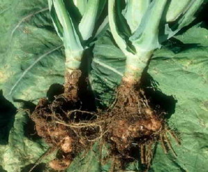 Проверка корней перед высадкой в грунт