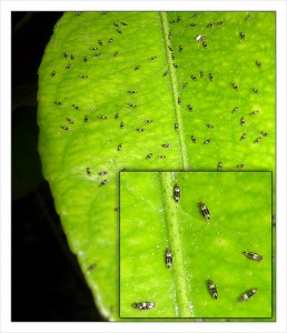 Вредные насекомые на листве