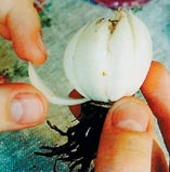 Процесс отделения чешуек от луковицы