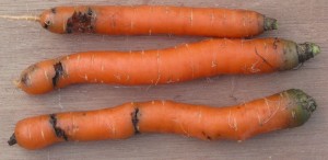 Поврежденные морковной мухой плоды