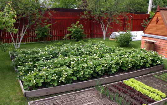 Как выращивать клубнику: способы посадки и этапы развития