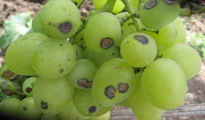 Зараженные виноградины