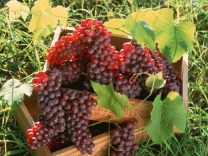 Урожай садового винограда
