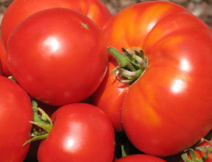 Крупные томаты