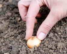 Высадка луковиц в почву