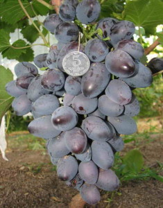 виноград Натуся