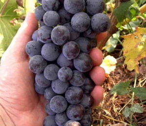 Сорт винограда Шевченко
