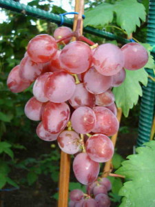 Плоды в садовом винограднике
