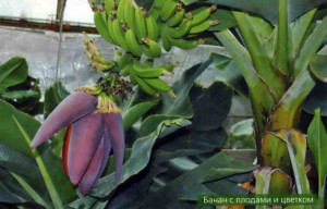Выращивание бананов своими руками