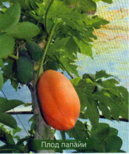 Плод папайи