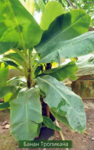 Так растут бананы