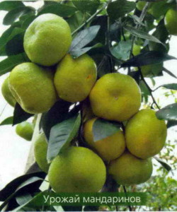 Выращивание мандаринов