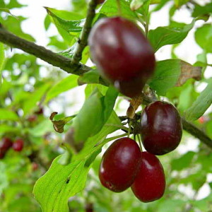 Садовые ягоды на ветках