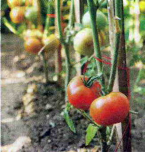 Плоды помидоров