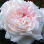 сорт плетистой розы Грациоза