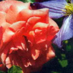 роза Фассаденцаубер