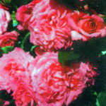роза Маритим