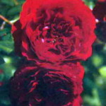 роза Бельканто