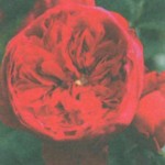 роза Флорентина