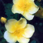 Роза китайская золотая