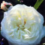 роза Алабастер