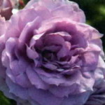роза Новалис