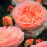 роза Пастелла
