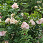 Кустарниковые розы