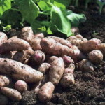 Ранний урожай картофеля