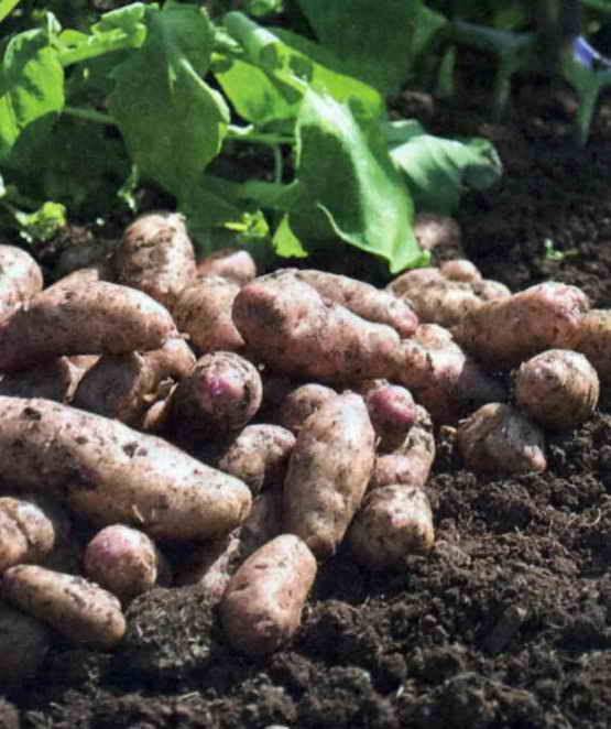 Первый урожай картофеля. Картофель как растет фото. Семенной картофель от Олега Телепова. Длинный Урожайный картофель.