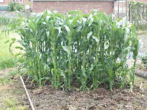 Кукуруза на огороде
