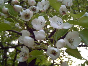 Цветение плодового дерева