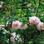 Роза плетистая
