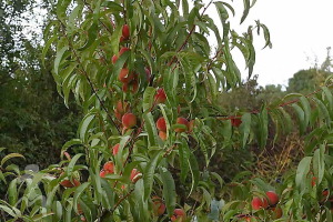 Взрослое персиковое дерево