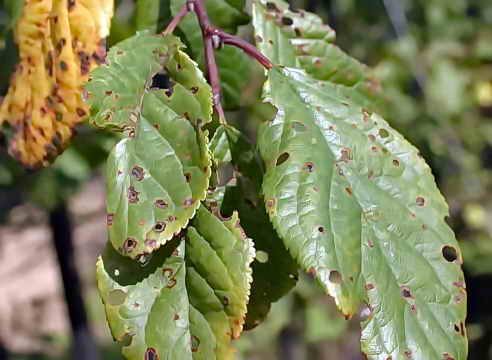 Абрикос болезни листьев фото как лечить