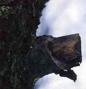 Обрезка поврежденной части дерева